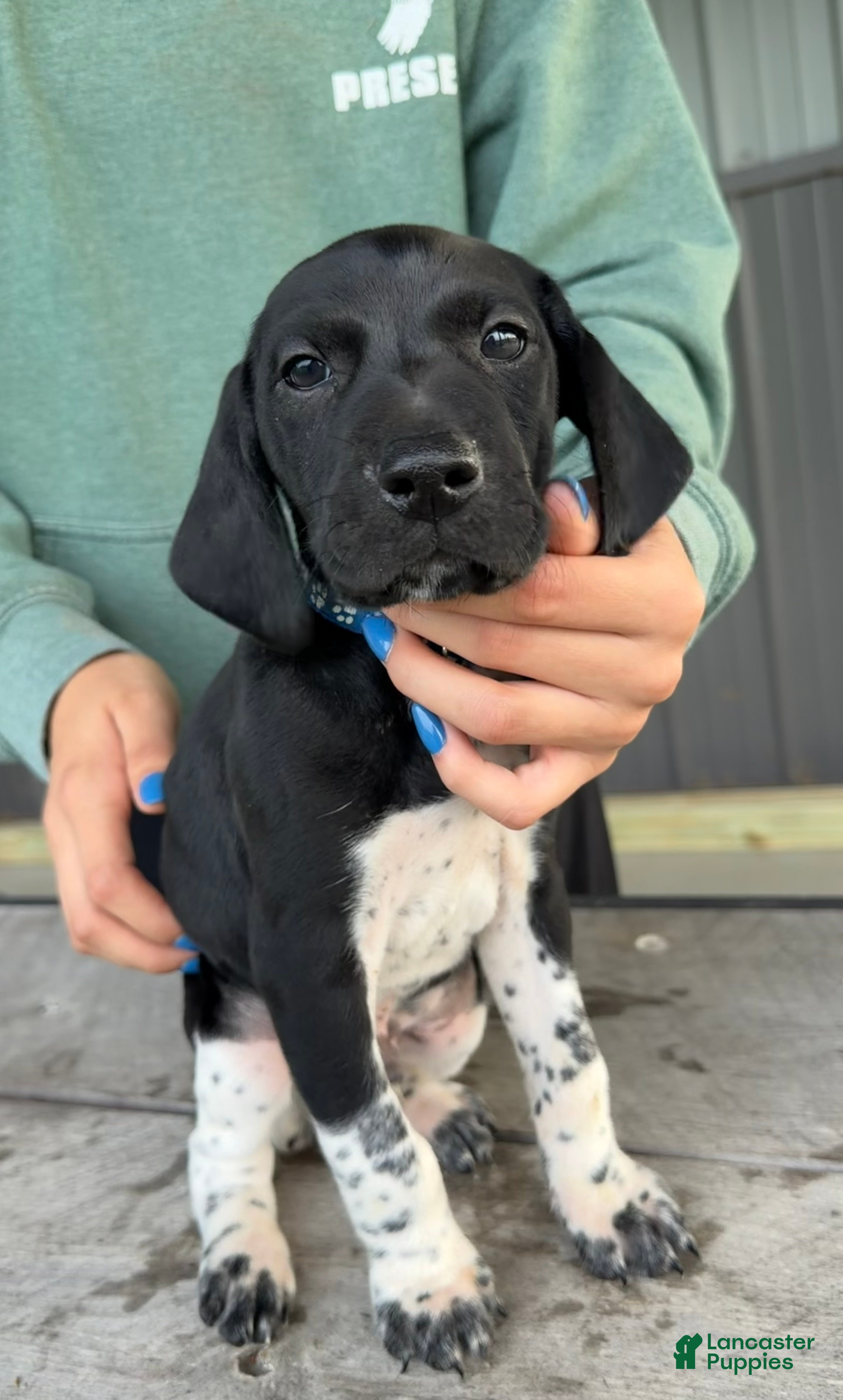 German Shorthaired Pointer dogs German Shorthaired Pointer 3 - Ad 14