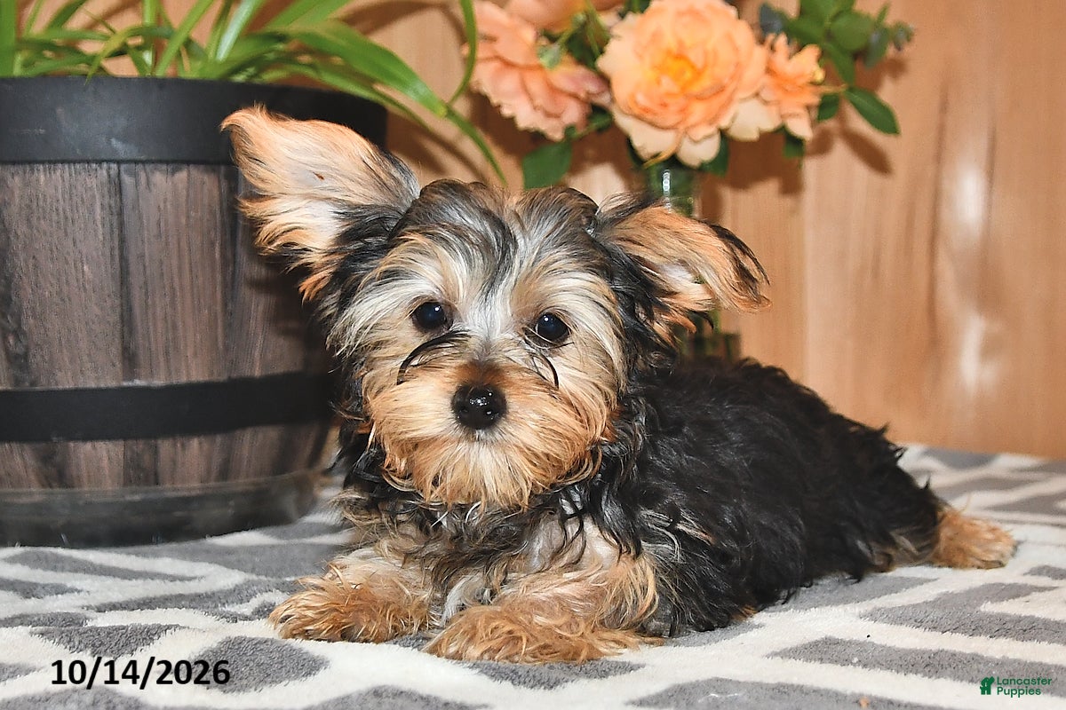 Mixed Breed dogs Adam - Ad 1