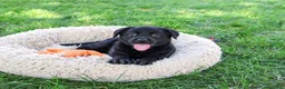 Labrador Retriever dogs for sale: Mowgli - Ad 4
