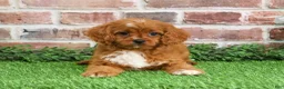 Cavapoo dogs for sale: Beau - Ad 3