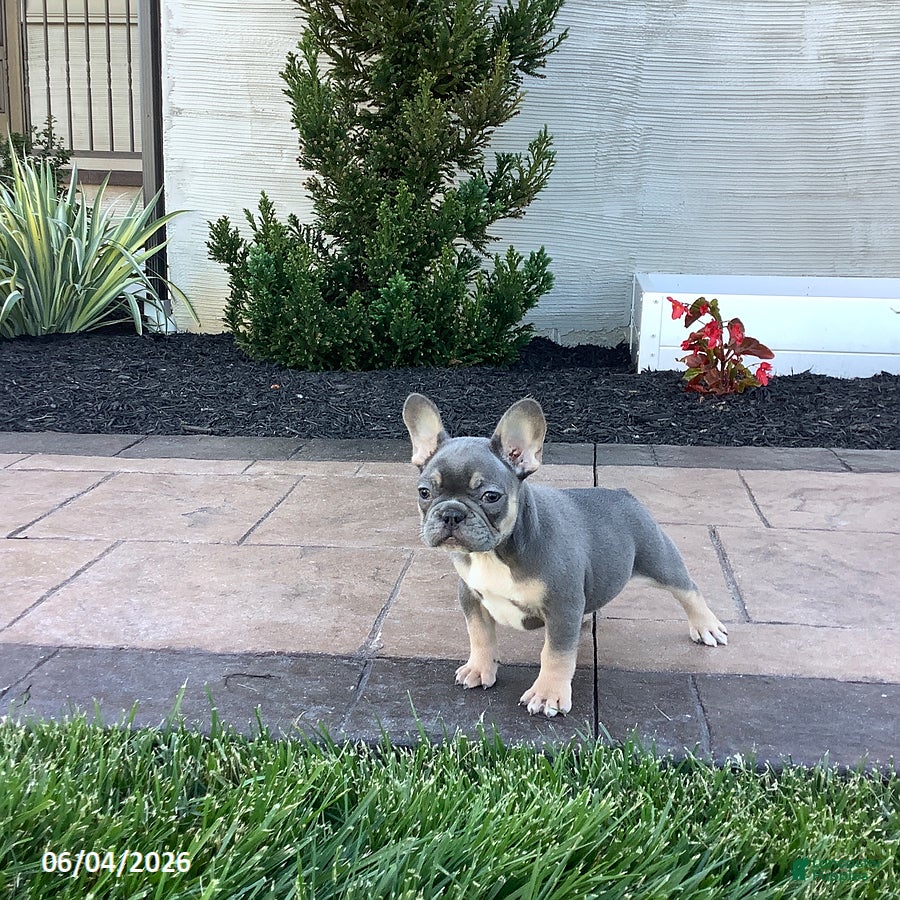 French Bulldog dogs for sale: Archie - Ad 2