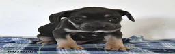 Mixed Breed dogs for sale: Leo  - Ad 4