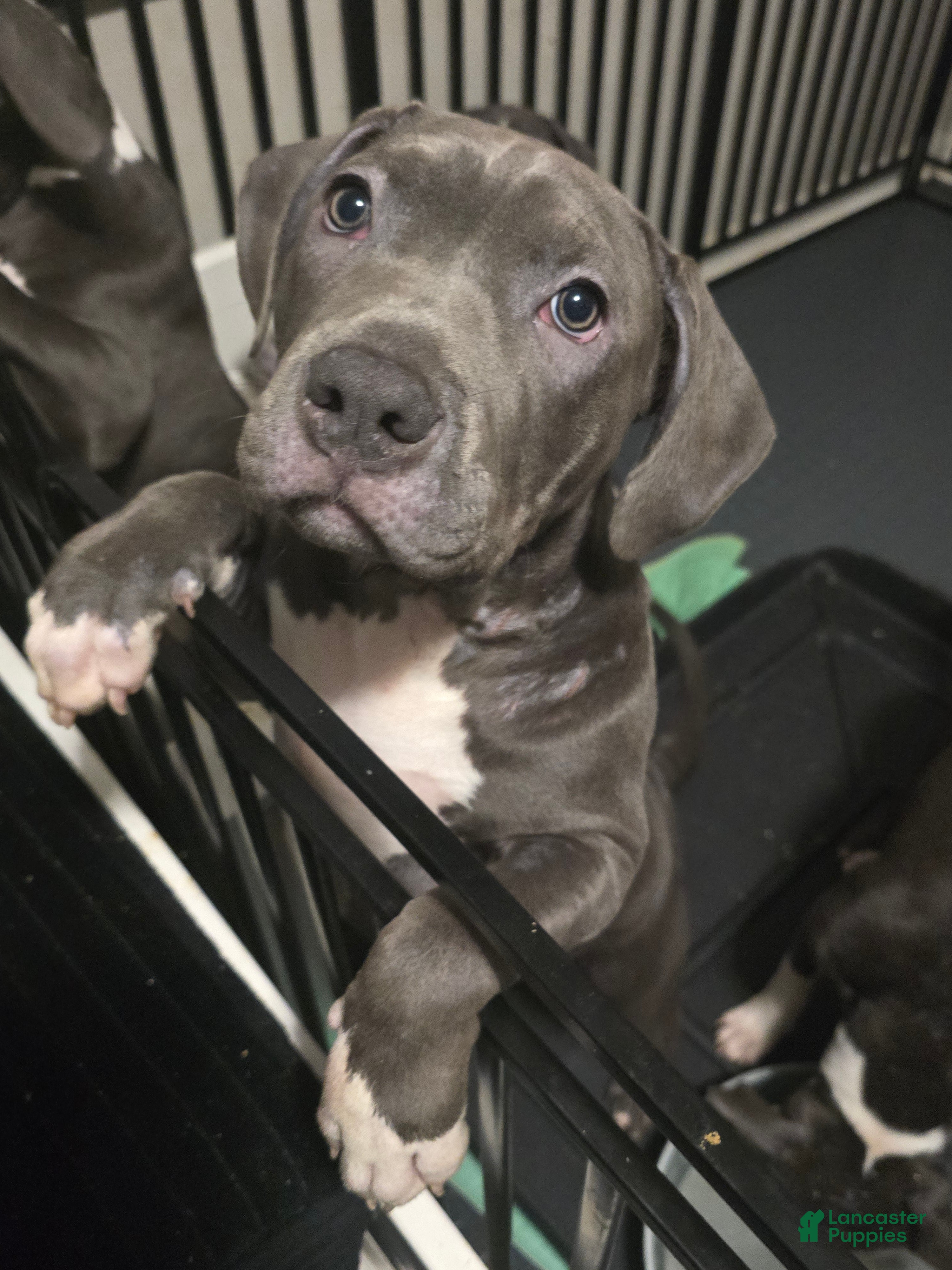 American Bully dogs Skarlet - Ad 2