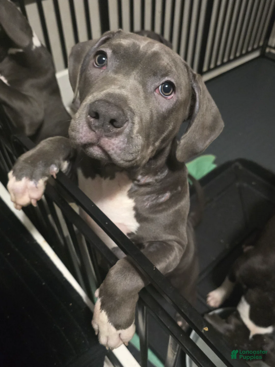 American Bully dogs for sale: Skarlet - Ad 2