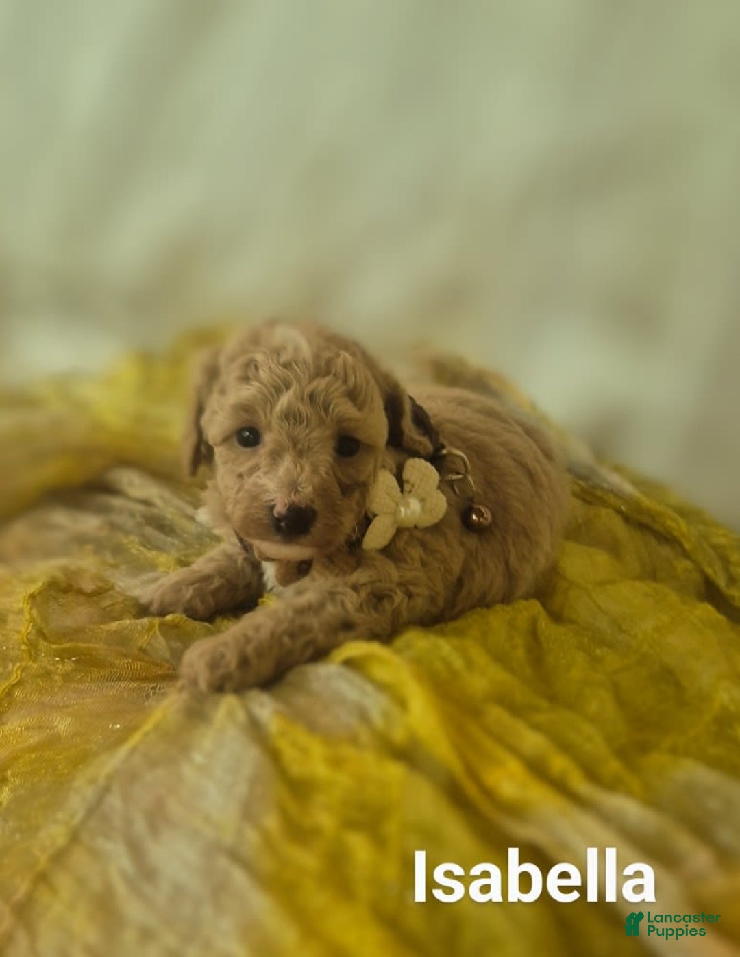 Toy Poodle dogs for sale: Isabella - Ad 4