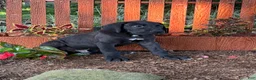 Great Dane dogs for sale: Philip Great Dane  - Ad 8