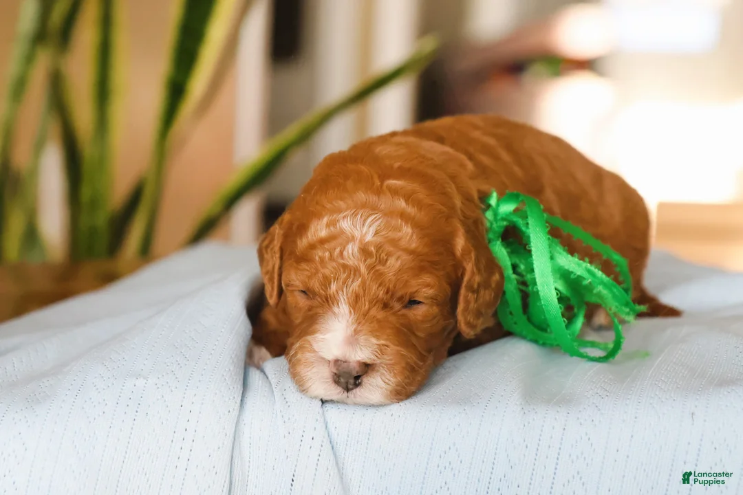 Goldendoodle dogs for sale: Auggie - Ad 1