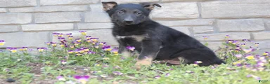 Dylan 