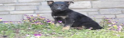 German Shepherd dogs for sale: Dylan  - Ad 1