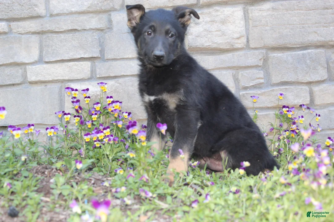 German Shepherd dogs for sale: Dylan  - Ad 1