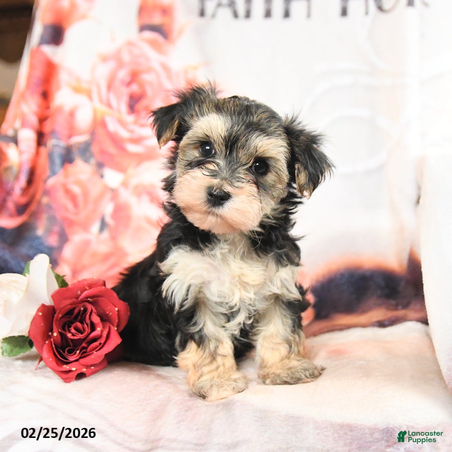 Morkie dogs Minnie - Ad 1