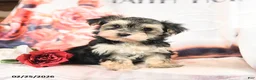 Morkie dogs for sale: Minnie - Ad 1