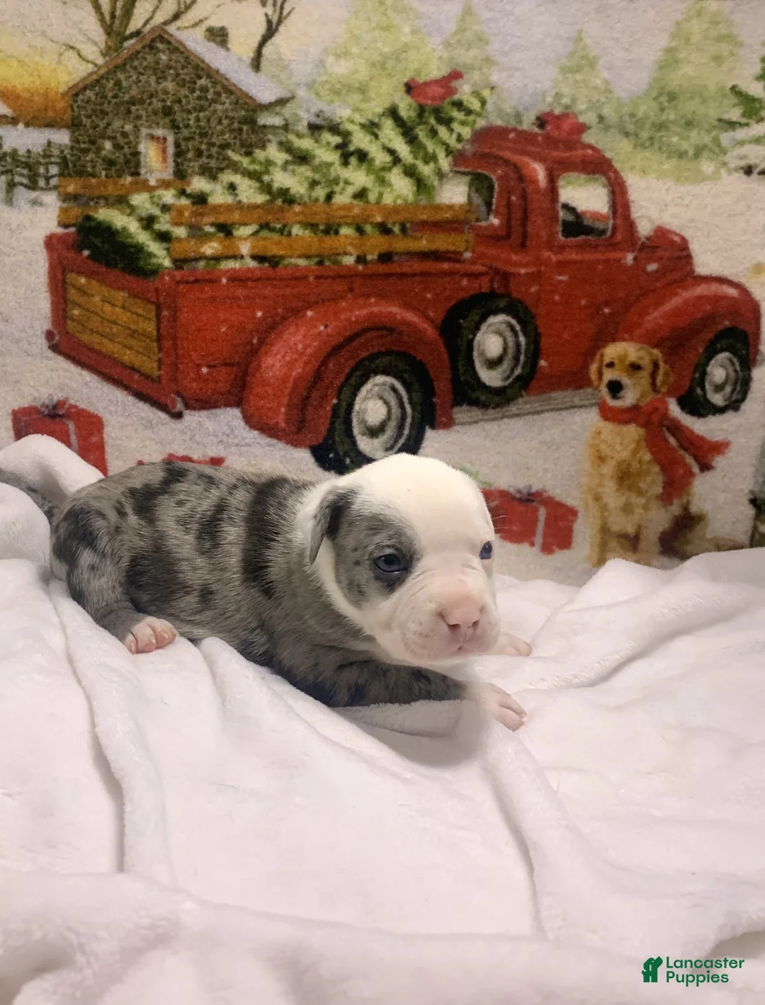 Mixed Breed dogs for sale: Zuko - Ad 9