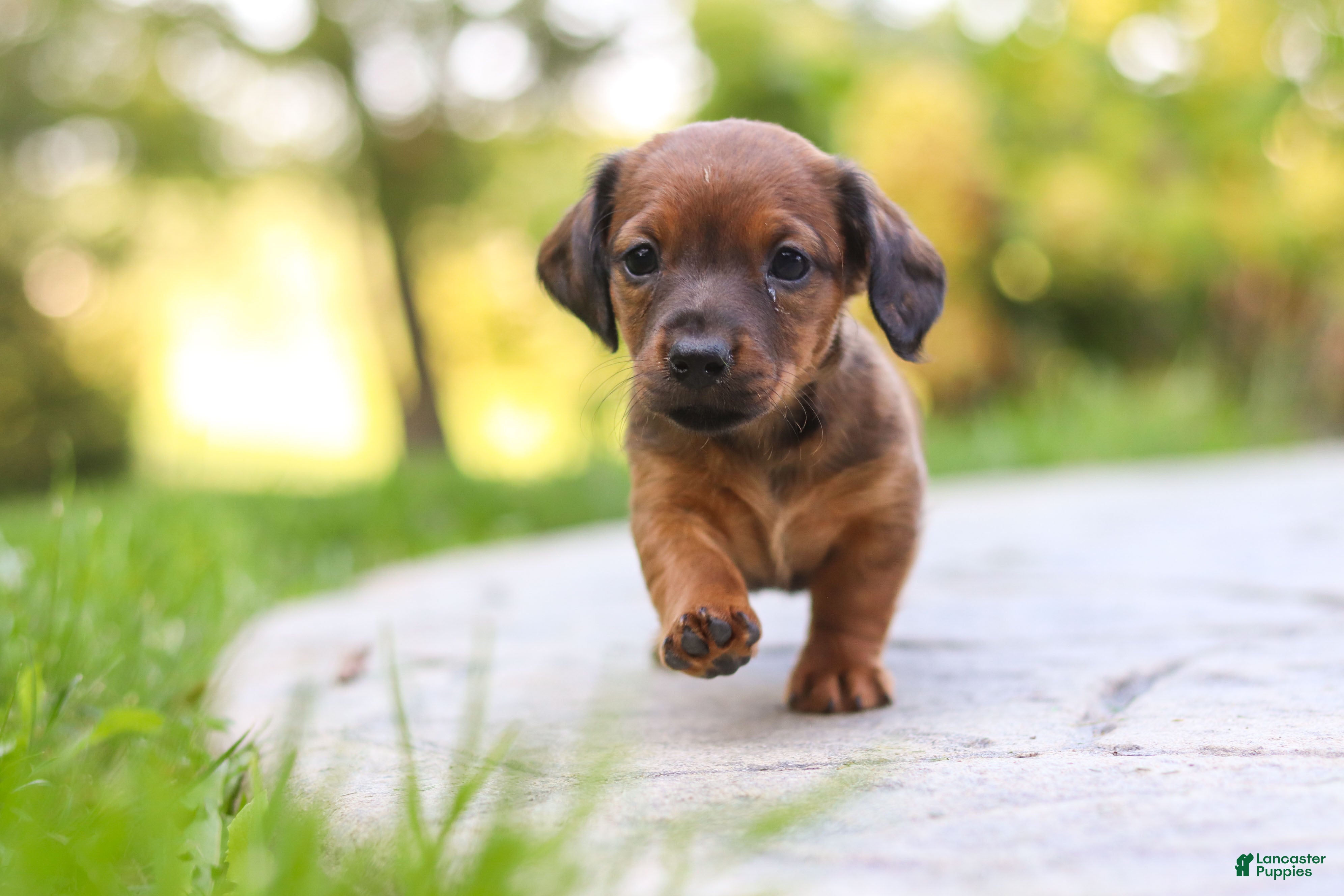 Mixed Breed dogs Marley - Ad 2