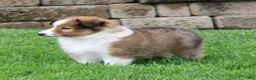 Shetland Sheepdog dogs for sale: Brice Shetland Sheepdog Puppy  - Ad 3