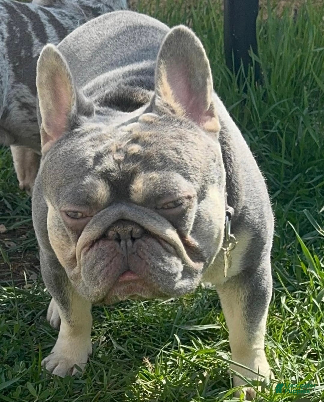 French Bulldog dogs for sale: French Bulldog Puppy 1 - Ad 6