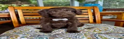 Labradoodle dogs for sale: Oscar - Ad 3