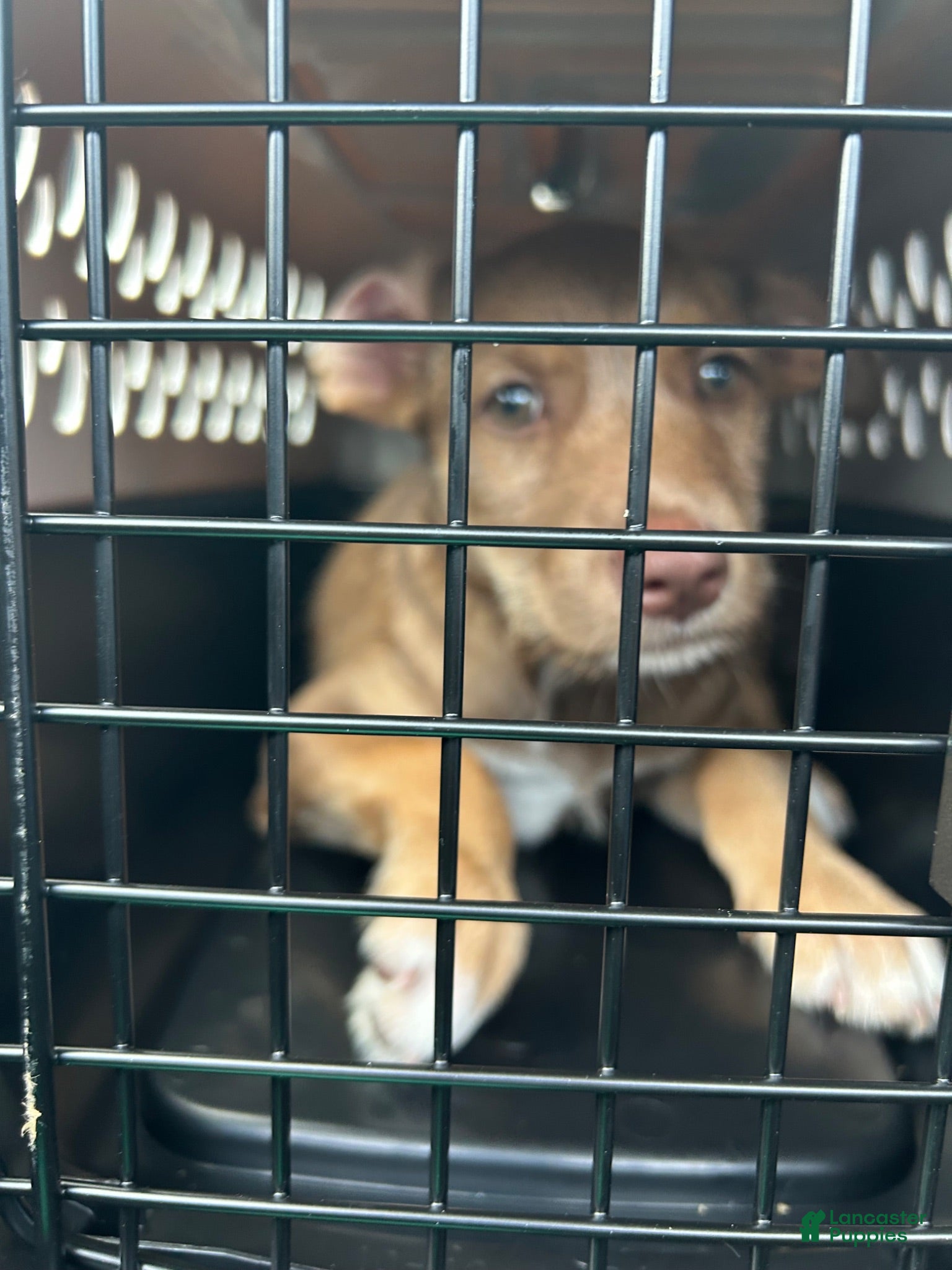 Mixed Breed dogs Mixed Breed 1 - Ad 18