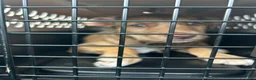 Mixed Breed dogs for sale: Mixed Breed 1 - Ad 1