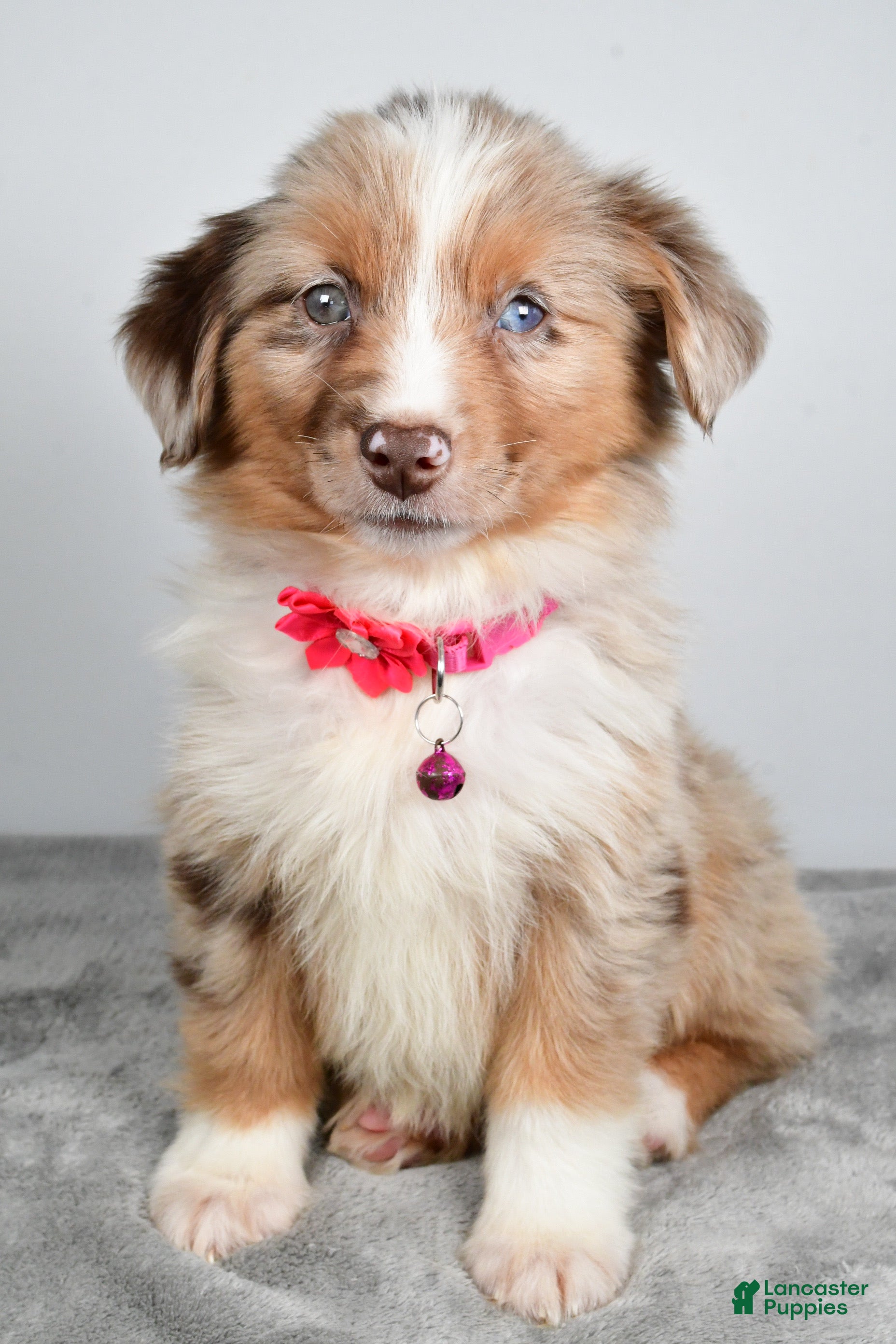 Miniature Australian Shepherd dogs June - Ad 1