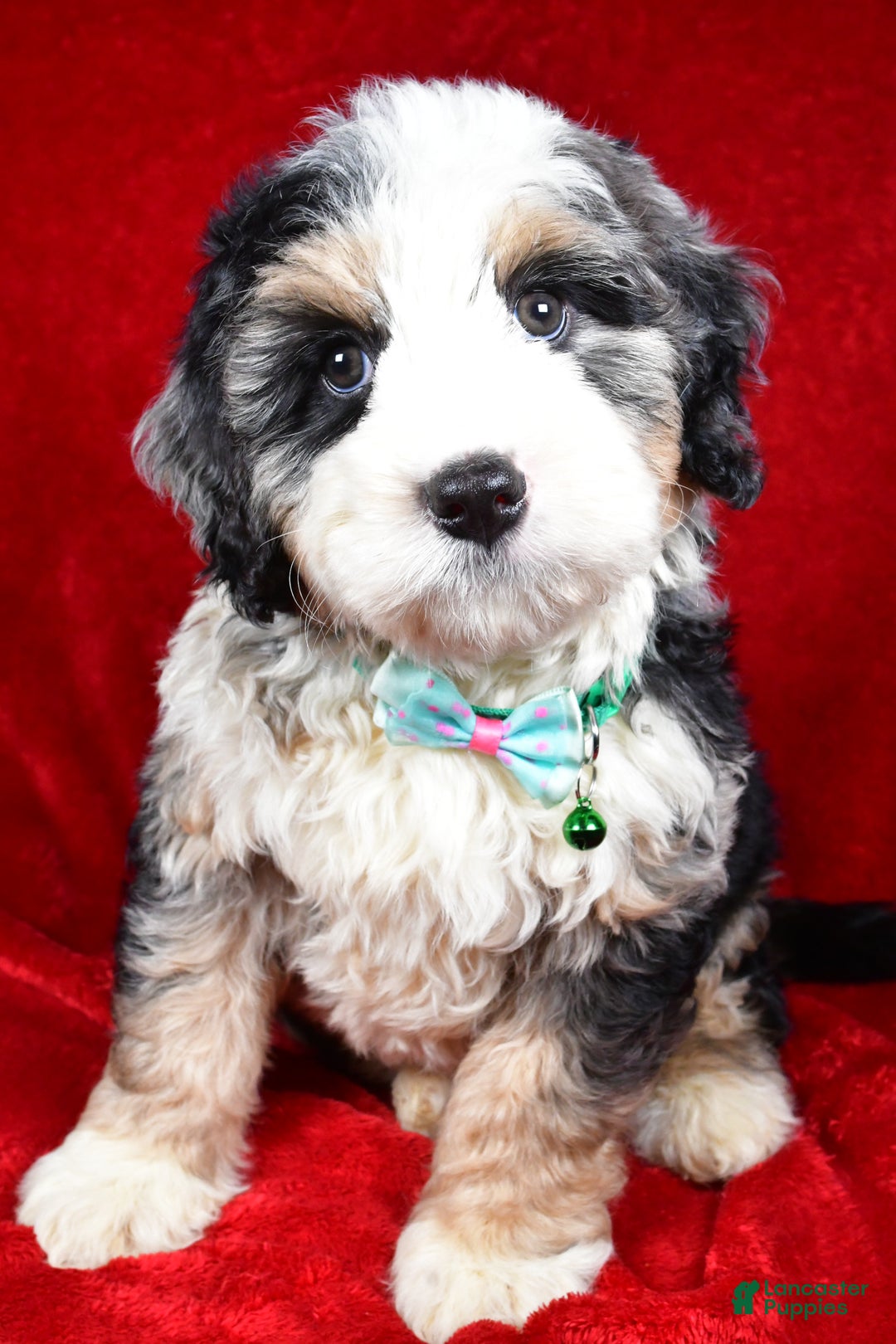 Mixed Breed dogs for sale: Chester - Ad 7