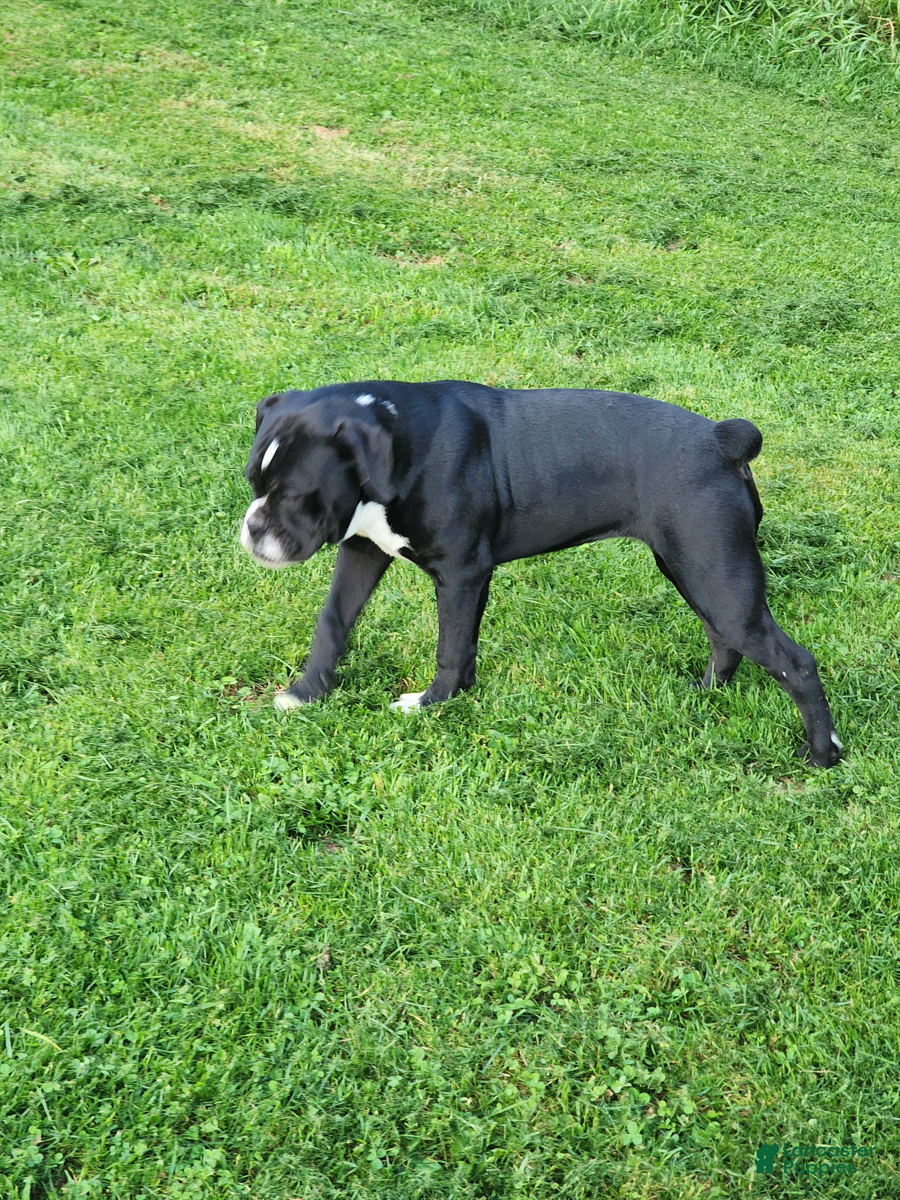 Olde English Bulldogge dogs Olde English Bulldogge 1 - Ad 2