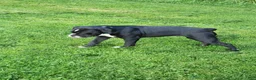Olde English Bulldogge dogs for sale: Olde English Bulldogge 1 - Ad 2