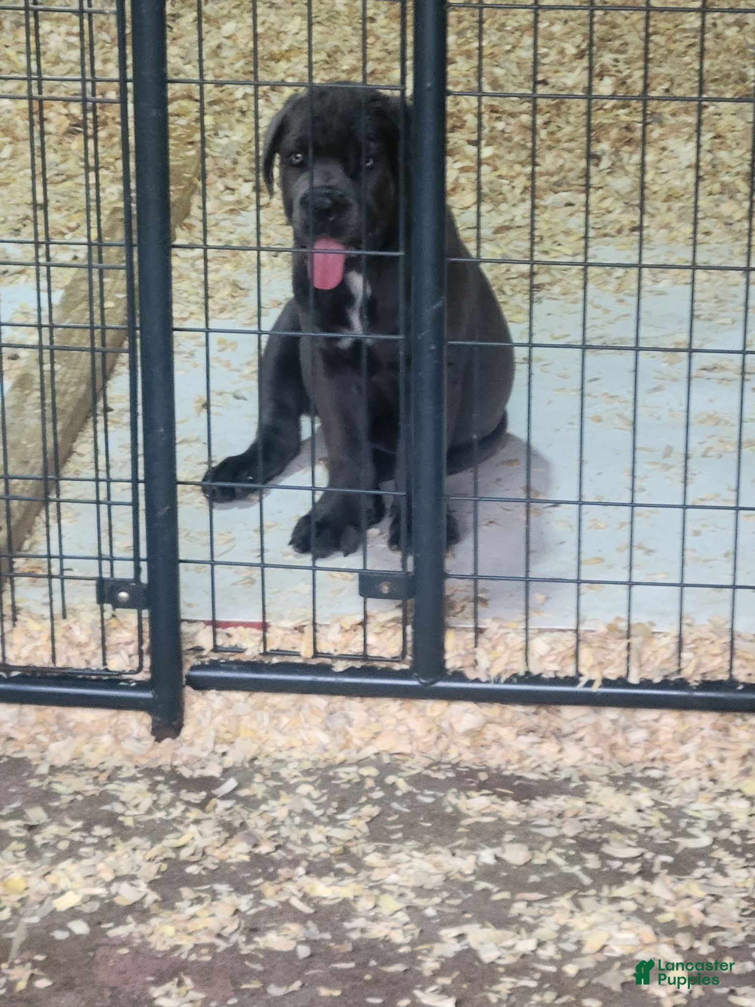 Cane Corso dogs Cane Corso 2 - Ad 20