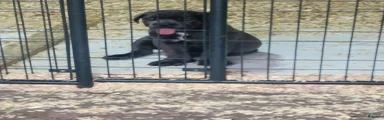 Cane Corso 2