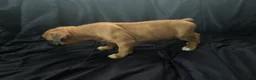 Boxer dogs for sale: Shorty  - Ad 4