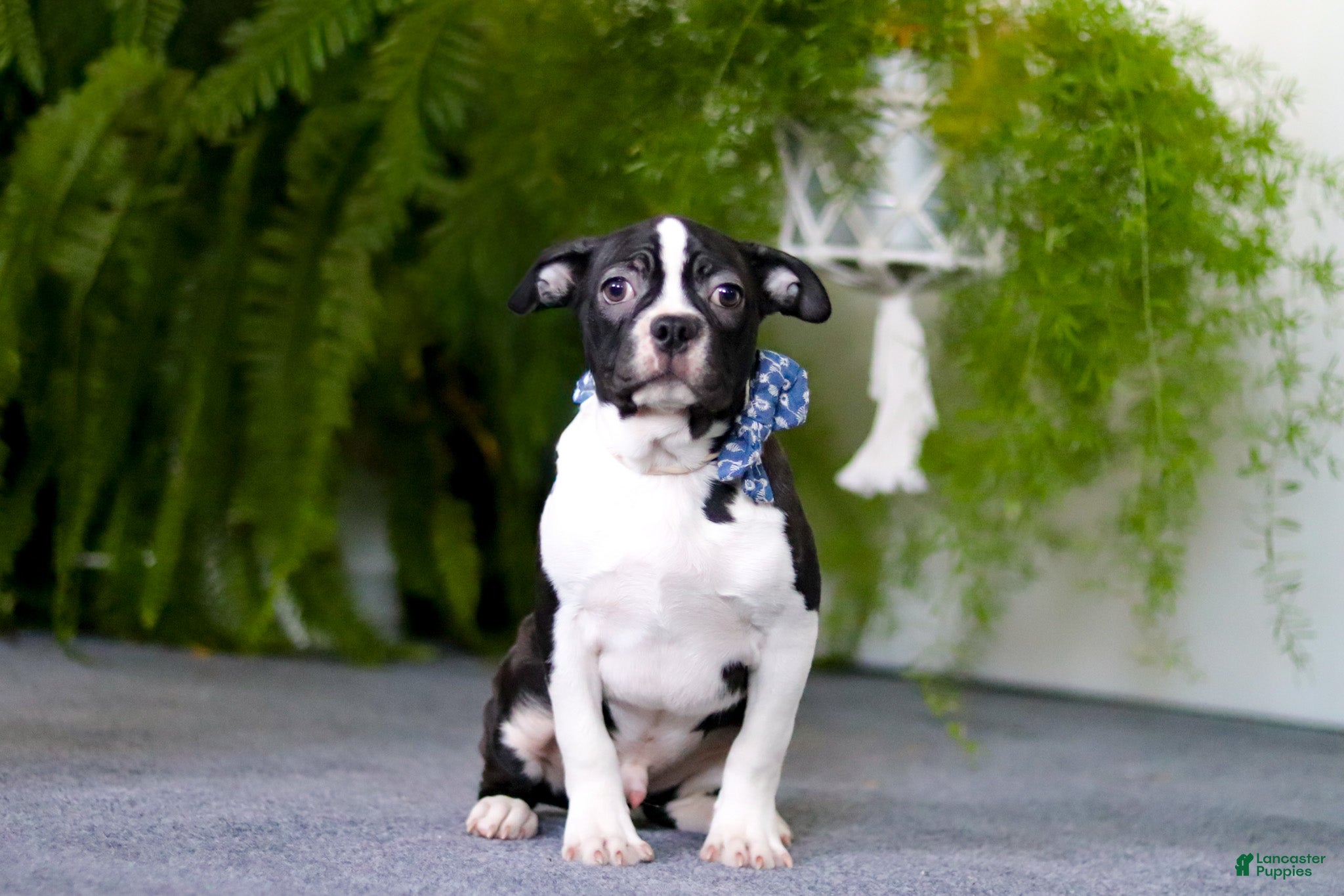 Boston Terrier dogs Prancer - Ad 2