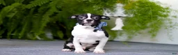Boston Terrier dogs for sale: Prancer - Ad 2