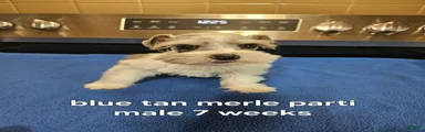Blue tan merle parti male 2 partial blue eyes ready to go now!