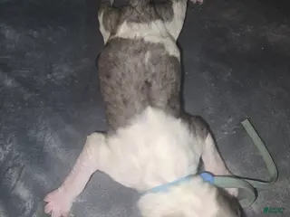 Sheepadoodle dogs Lotus- light blue collar - Ad 24