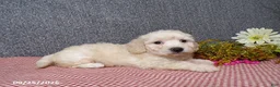 Bichpoo dogs for sale: Tessa - Ad 3