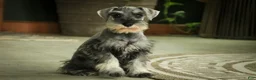 Miniature Schnauzer dogs for sale: Qeleigh Miniature Schnauzer  - Ad 12