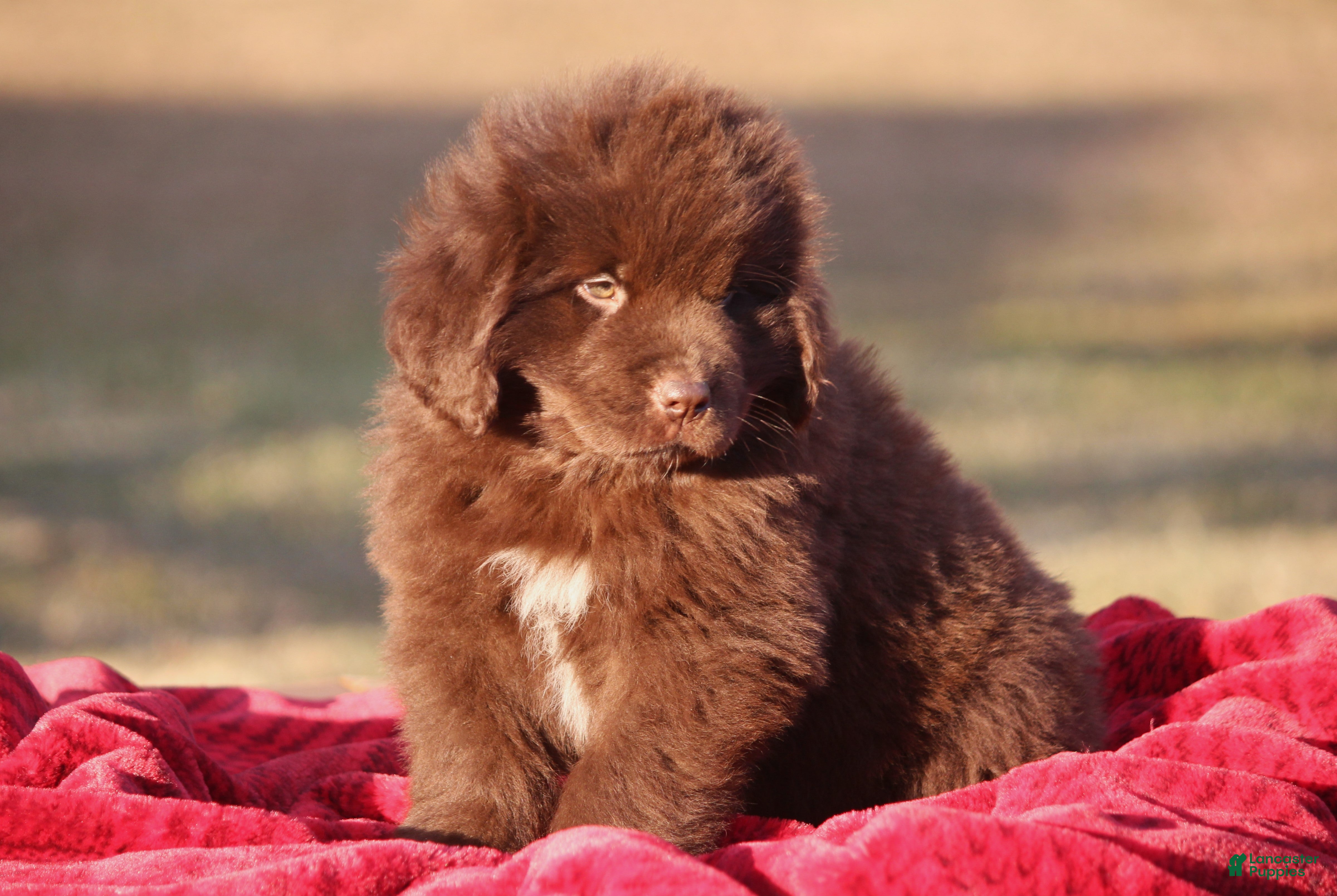 Newfoundland dogs Pansy  - Ad 2