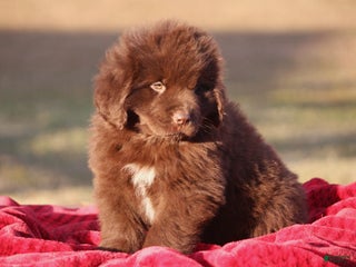 Newfoundland dogs Pansy - Ad 2