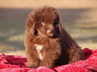 Newfoundland dogs Pansy - Ad 2