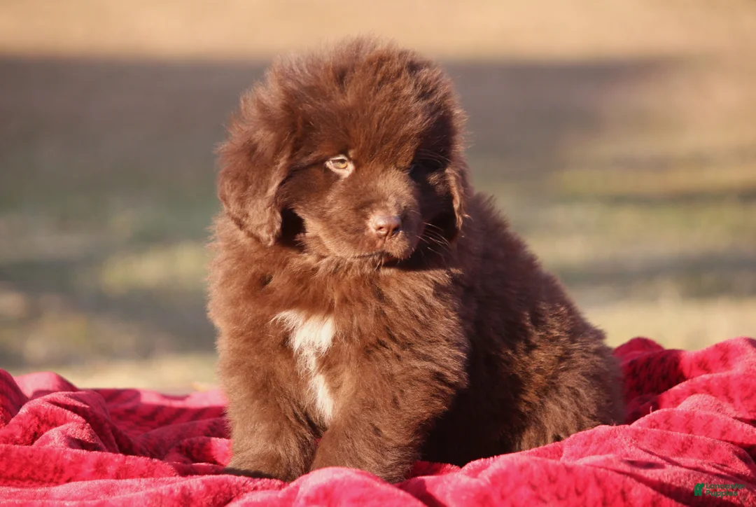 Newfoundland dogs for sale: Pansy  - Ad 9