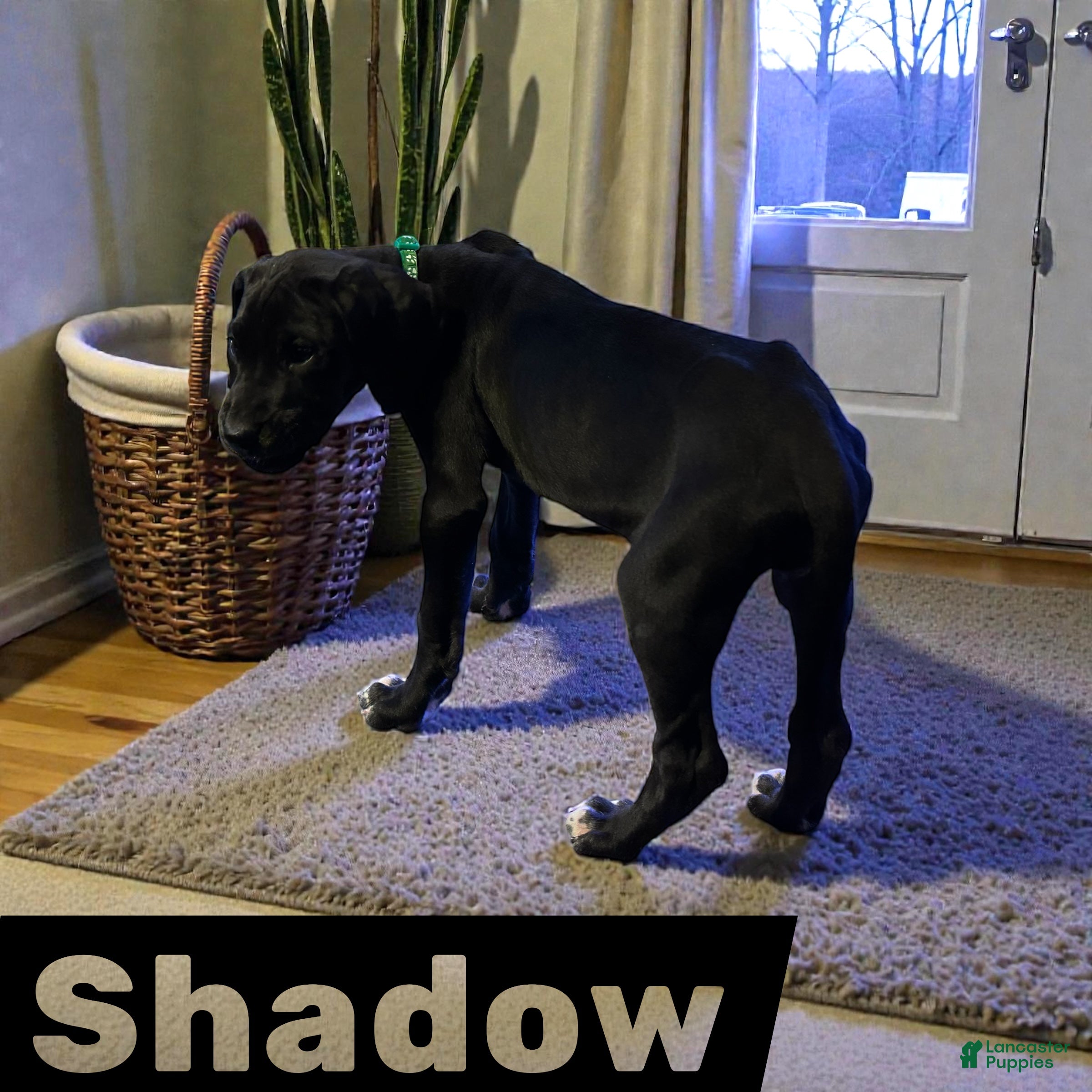 Great Dane dogs Shadow  - Ad 1