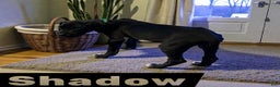 Great Dane dogs for sale: Shadow  - Ad 1