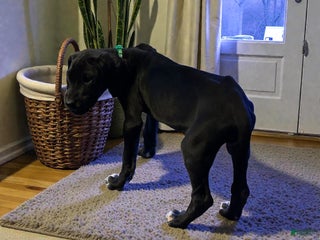 Great Dane dogs Shadow - Ad 2