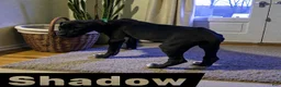 Great Dane dogs for sale: Shadow  - Ad 4