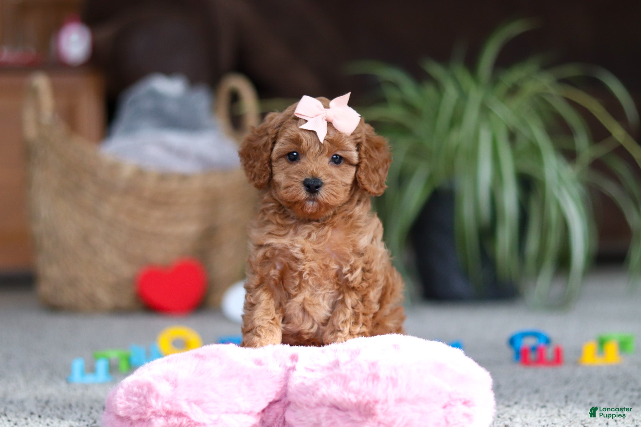 Cavapoo dogs Adele - Ad 11