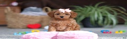 Cavapoo dogs for sale: Adele - Ad 1