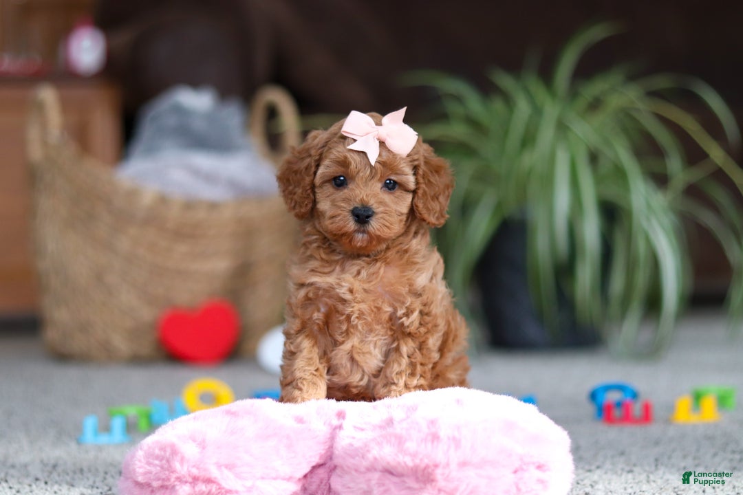 Cavapoo dogs for sale: Adele - Ad 1