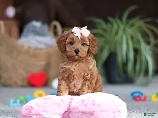 Cavapoo dogs Adele - Ad 28