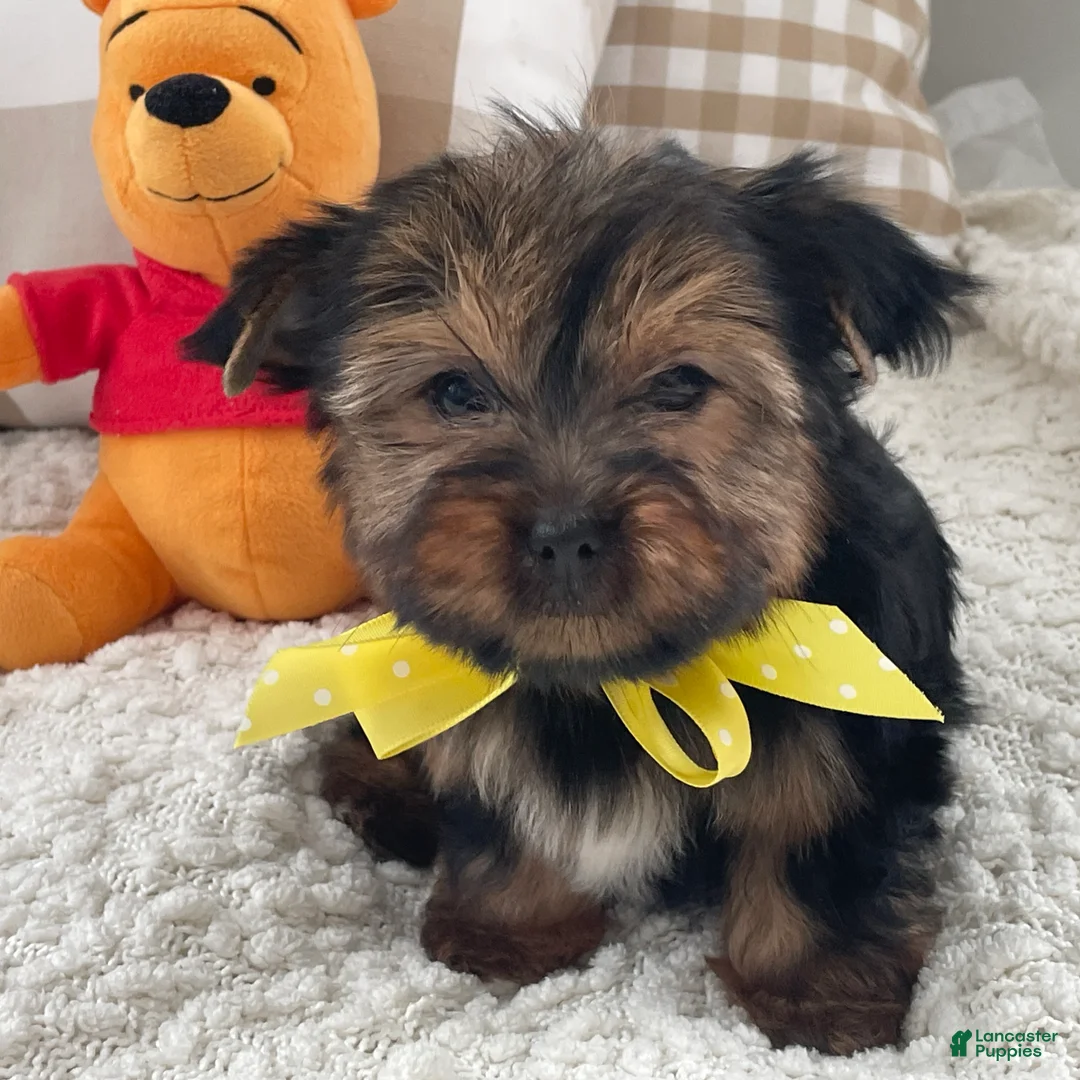 Yorkshire Terrier dogs for sale: Fluffy - Ad 3