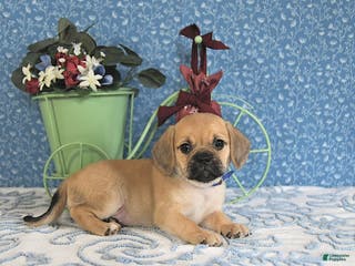 Puggle dogs Karina - Ad 9